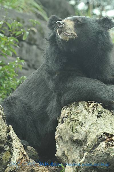 bear04.jpg bear04.jpg