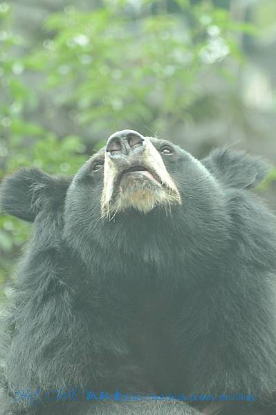 bear05.jpg bear05.jpg