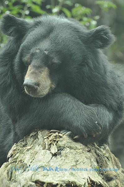 bear06.jpg bear06.jpg