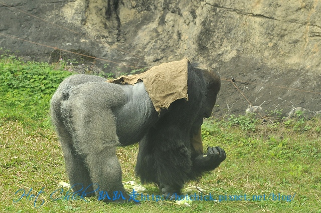 baubau02.jpg baubau02.jpg