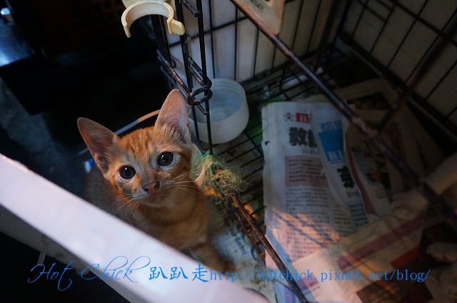 cat01.jpg cat01.jpg