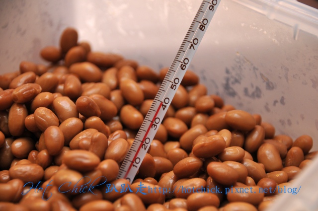 bean03.jpg bean03.jpg