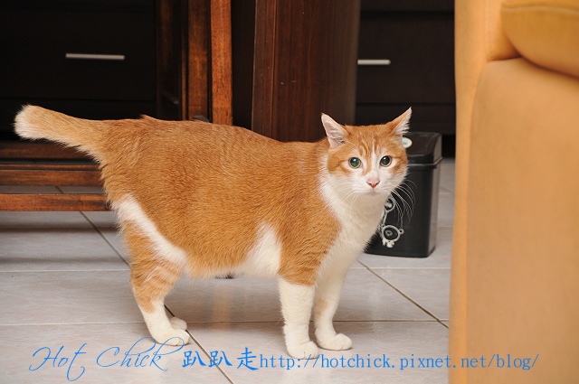 cat01.jpg cat01.jpg