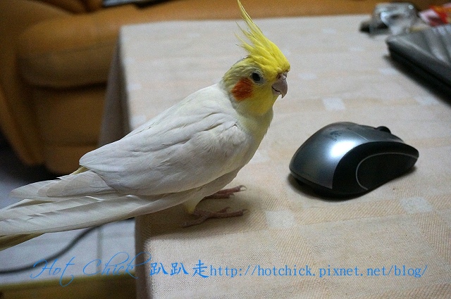 bird01.jpg bird01.jpg