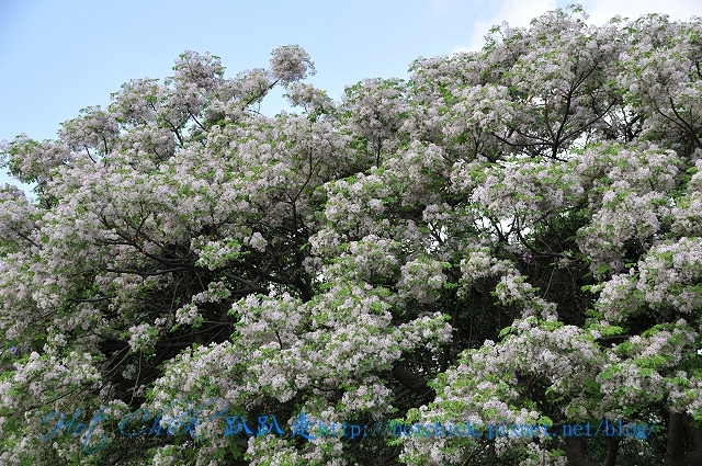 tree03.jpg tree03.jpg