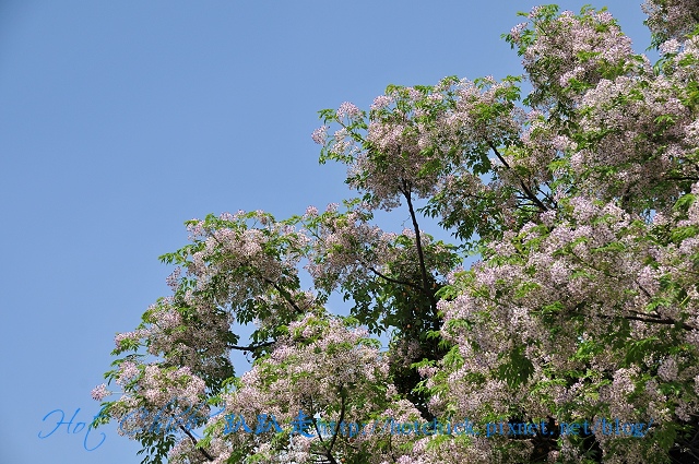 tree04.jpg tree04.jpg