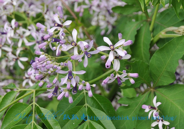 tree06.jpg tree06.jpg