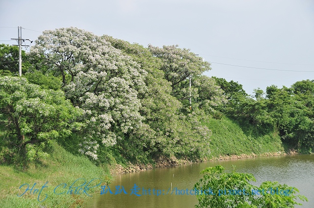 tree08.jpg tree08.jpg