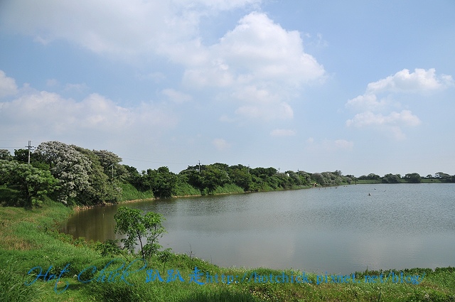 tree09.jpg tree09.jpg