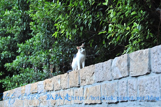 cat01.jpg cat01.jpg