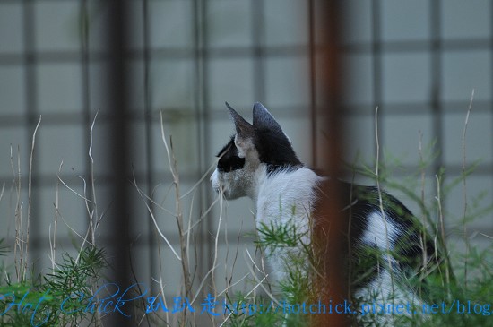 cat01.jpg cat01.jpg