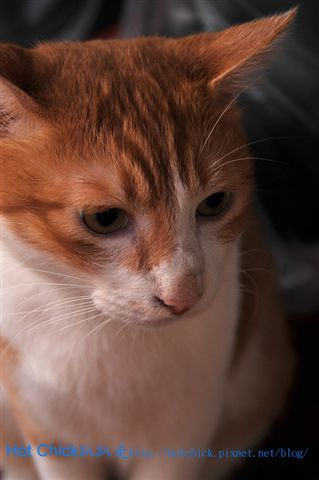cat01.jpg cat01.jpg
