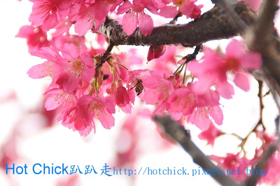 sakura01.jpg sakura01.jpg