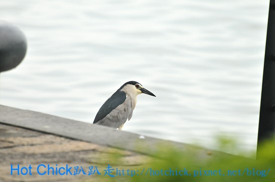 bird01.jpg bird01.jpg