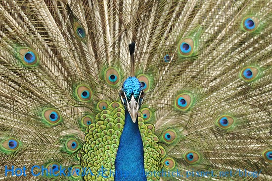bird01.jpg bird01.jpg