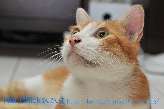 cat01.jpg cat01.jpg