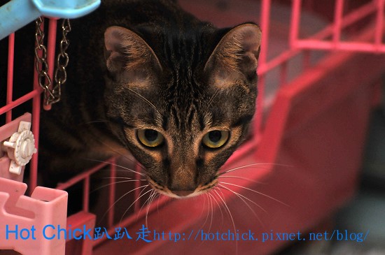 cat01.jpg cat01.jpg