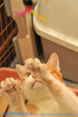 cat01.jpg cat01.jpg