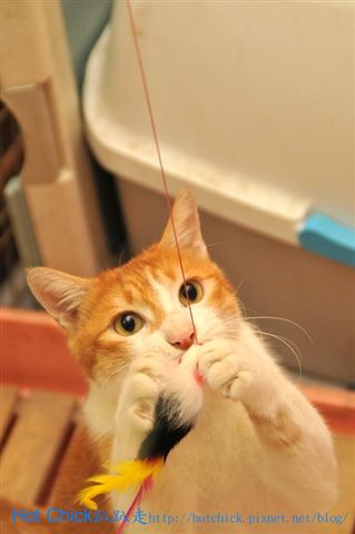 cat01.jpg cat01.jpg