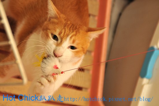 cat02.jpg cat02.jpg