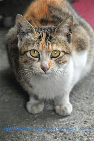 cat01.jpg cat01.jpg