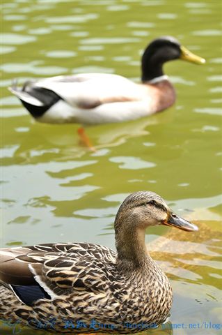 duck01.jpg duck01.jpg