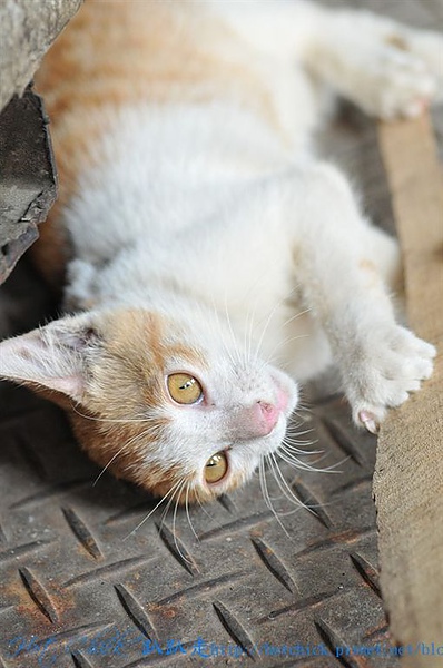 cat01.jpg cat01.jpg