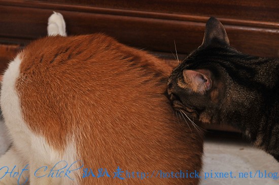 cat01.jpg cat01.jpg