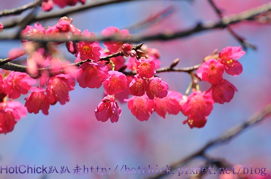 sakura01.jpg sakura01.jpg