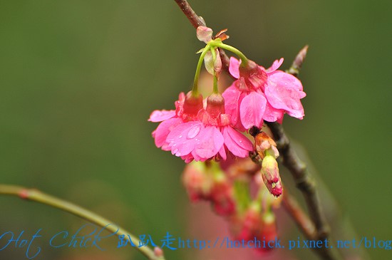 flower01.jpg flower01.jpg