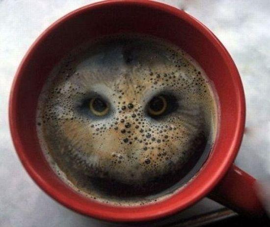 coffee-owl