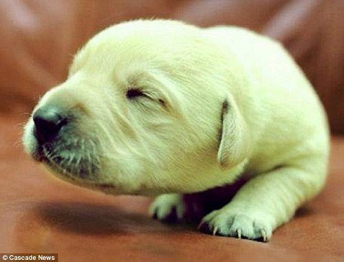 green-puppy green-puppy