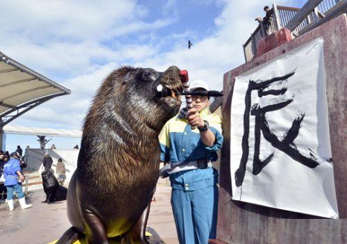 sea-lion-calligraphy-1