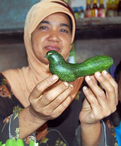 pidgeon-cucumber.jpg pidgeon-cucumber.jpg