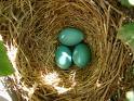 robin's egg
