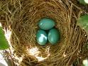 robin's egg