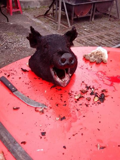 山豬笑呵呵 山豬笑呵呵