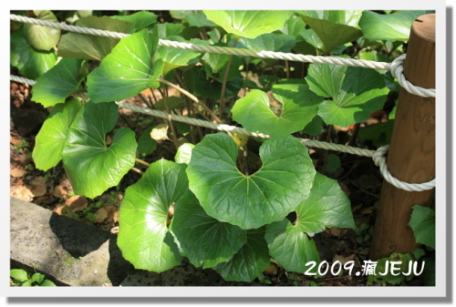 漢孥樹木園 (11).JPG