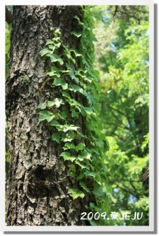 漢孥樹木園 (9).JPG