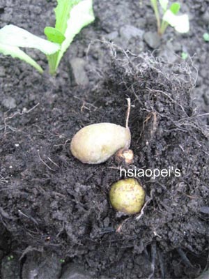 20110531菜-馬鈴薯三兄弟 20110531菜-馬鈴薯三兄弟