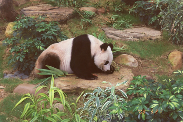 海洋公園可愛的熊貓