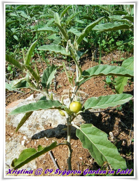 DSCF9553-006.JPG DSCF9553-006.JPG