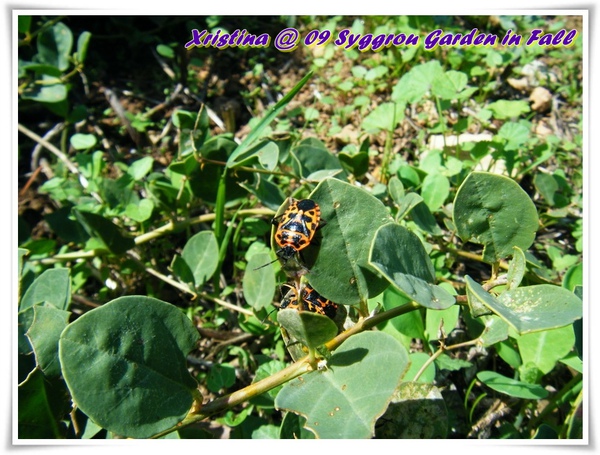 DSCF9555-008.JPG DSCF9555-008.JPG