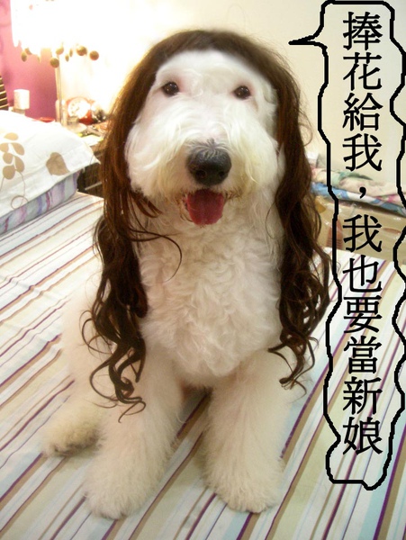 多飛戴假髮.jpg 多飛戴假髮.jpg