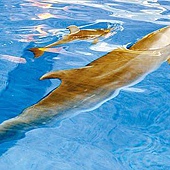 花蓮海洋公園新手媽媽瓶鼻海豚「寶妹」，帶著剛出生的小海豚學遊泳.jpg