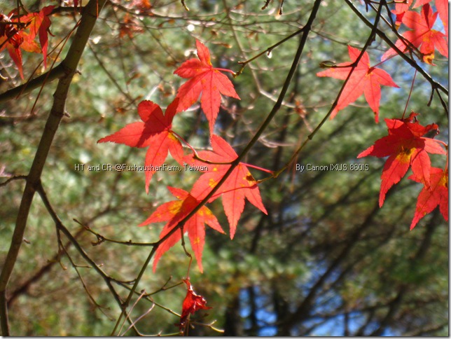 IMG_2815 IMG_2815