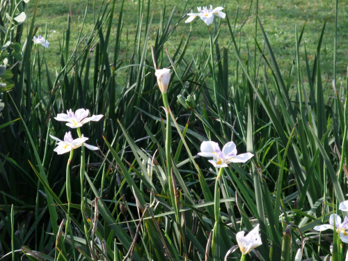 324--Sakuto and Doris