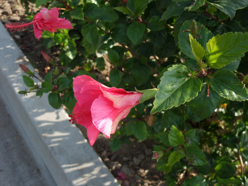 324--Sakuto and Doris