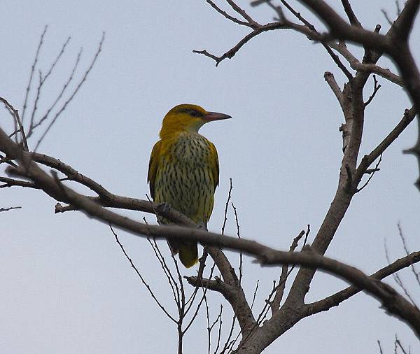 過境鳥即時報導 社團法人花蓮縣野鳥學會wild bird society of hualien 痞客邦 過境鳥即時報導 社團法人花蓮縣野鳥學會wild bird society of hualien 痞客邦
