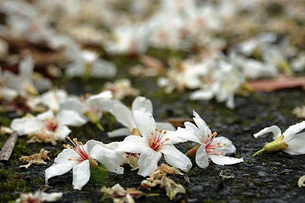 2014台北景點推薦-花園新城後山油桐花秘境＂直潭山登山步道＂嬰兒車也很方便喔